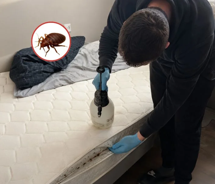 Technicien traitant un matelas contre les punaises de lit à Villecresnes